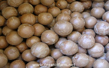 Macadamia, Macadamia integrifolia, www.organicfarm.net
